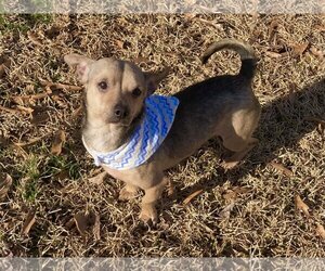 Chihuahua Dogs for adoption in Texarkana, TX, USA