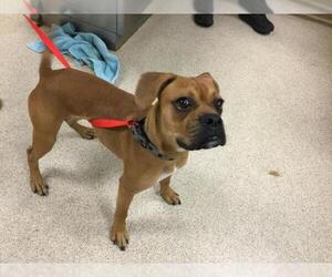 Boxer Dogs for adoption in Riverside, CA, USA