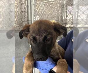 Mutt Dogs for adoption in HESPERIA, CA, USA