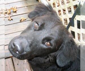 Border Collie Dogs for adoption in Cabool, MO, USA