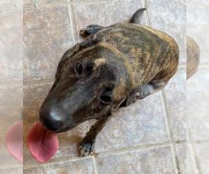 Dutch Shepherd -Unknown Mix Dogs for adoption in San Antonio, TX, USA
