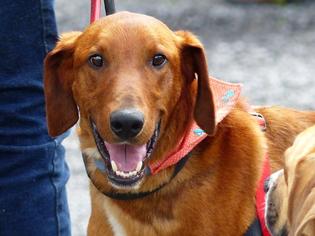 Redbone Coonhound Dogs for adoption in Westminster, MD, USA