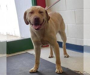 Labrador Retriever-Unknown Mix Dogs for adoption in Anchorage, AK, USA