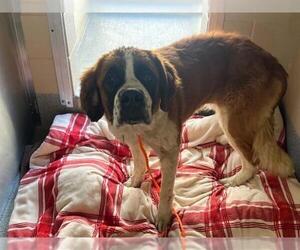 Saint Bernard Dogs for adoption in Orange, CA, USA