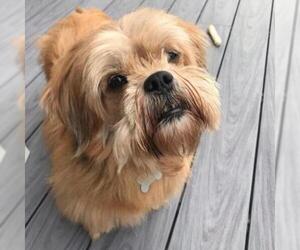 Lhasa Apso Dogs for adoption in Madison, WI, USA
