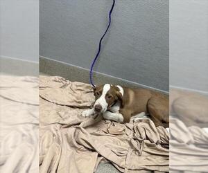 Labrador Retriever-Unknown Mix Dogs for adoption in Las Vegas, NV, USA