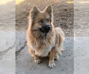 Chow Chow-Unknown Mix Dogs for adoption in Pena Blanca, NM, USA