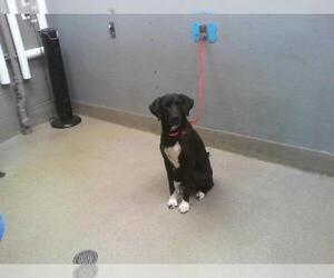 Labrador Retriever-Unknown Mix Dogs for adoption in Las Vegas, NV, USA