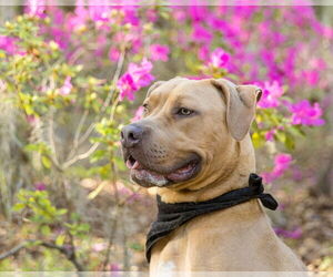 Mutt Dogs for adoption in  Gainesville, FL, USA