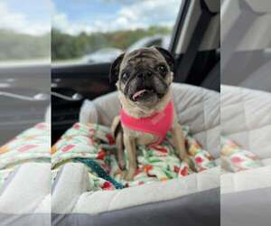 Pug Dogs for adoption in Indianapolis, IN, USA