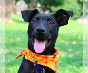 Labrador Retriever-Unknown Mix Dogs for adoption in San Ramon, CA, USA