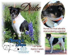 Jack-Rat Terrier Dogs for adoption in Decatur, TX, USA