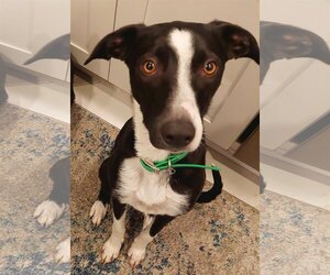Border Collie-Whippet Mix Dogs for adoption in Denver , CO, USA