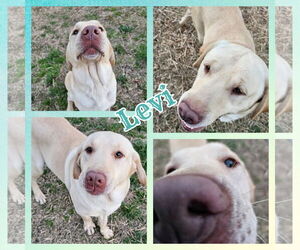 Mutt Dogs for adoption in Blacksburg, SC, USA