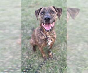 Black Mouth Cur Dogs for adoption in Louisville, KY, USA