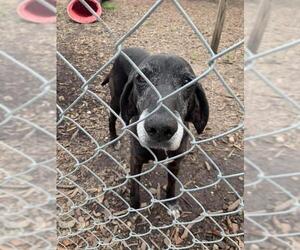 Plott Hound-Unknown Mix Dogs for adoption in Myrtle Beach, SC, USA