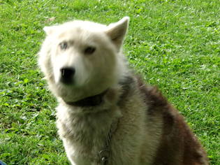Alaskan Husky Dogs for adoption in Yakima, WA, USA