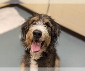 Bernedoodle Dogs for adoption in Denver, CO, USA