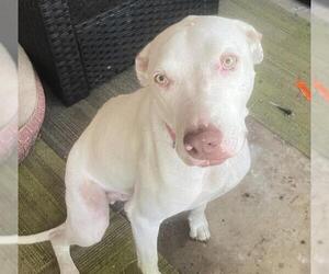 American Staffordshire Terrier Dogs for adoption in San Antonio, TX, USA