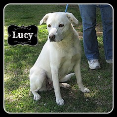 Labrador Retriever-Unknown Mix Dogs for adoption in Sautee Nacoochee, GA, USA