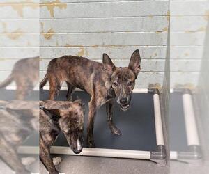 - Mix Dogs for adoption in Stockton, CA, USA