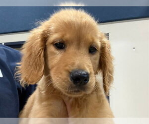 Golden Retriever Dogs for adoption in Fort Wayne, IN, USA
