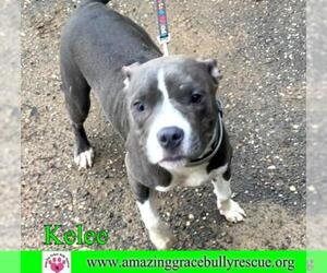 American Staffordshire Terrier-Chinese Shar-Pei Mix Dogs for adoption in Pensacola, FL, USA
