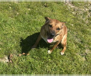 German Shepherd Dog-Unknown Mix Dogs for adoption in Oakhurst, NJ, USA