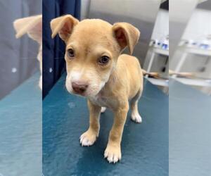 Labrador Retriever-Unknown Mix Dogs for adoption in Mobile, AL, USA