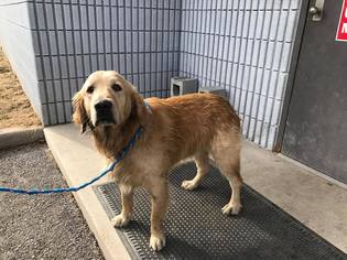 Golden Retriever Dogs for adoption in Beckley, WV, USA