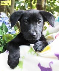 Labrador Retriever-Unknown Mix Dogs for adoption in Hopewell Junction, NY, USA