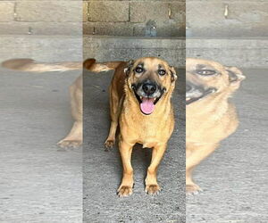 Dachshund-Unknown Mix Dogs for adoption in NYC, NY, USA