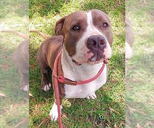 American Staffordshire Terrier Dogs for adoption in Fort Lauderdale, FL, USA