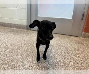 Chihuahua Dogs for adoption in Pueblo, CO, USA