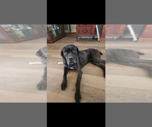 Mutt Dogs for adoption in garner, NC, USA