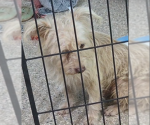 Mutt Dogs for adoption in Spring, TX, USA