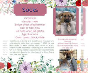 Boxer-Unknown Mix Dogs for adoption in Rancho Cordova, CA, USA
