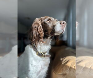 Brittany Dogs for adoption in Curwensville, PA, USA