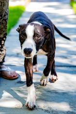 American Pit Bull Terrier-Rat Terrier Mix Dogs for adoption in Lafayette, CO, USA