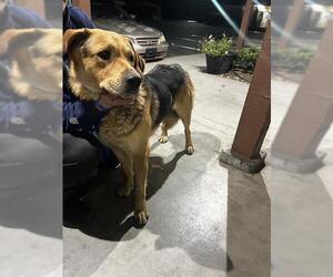 German Shepherd Dog-Unknown Mix Dogs for adoption in Camarillo, CA, USA