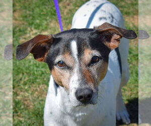 Jack Russell Terrier-Unknown Mix Dogs for adoption in Huntley, IL, USA
