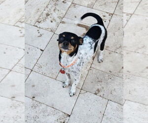 Chihuahua-Unknown Mix Dogs for adoption in Tempe , AZ, USA