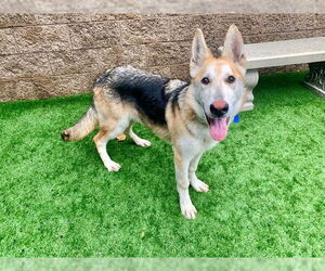 German Shepherd Dog-Unknown Mix Dogs for adoption in Moreno Valley, CA, USA