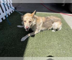 German Shepherd Dog Dogs for adoption in Modesto, CA, USA