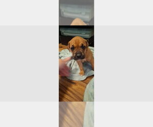 Boxer Dogs for adoption in Austin, TX, USA
