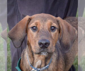 Labrador Retriever-Redbone Coonhound Mix Dogs for adoption in Huntley, IL, USA