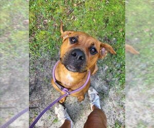Rhodesian Ridgeback Dogs for adoption in Gainesville, FL, USA
