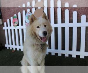 Samoyed Dogs for adoption in Modesto, CA, USA
