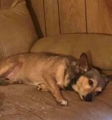 Chihuahua-Unknown Mix Dogs for adoption in Baraboo, WI, USA