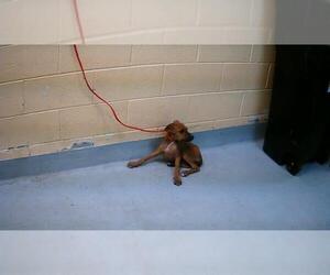 American Pit Bull Terrier-Unknown Mix Dogs for adoption in Tulsa, OK, USA